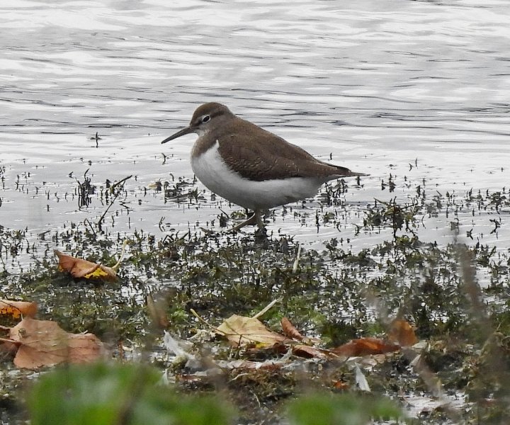 Common Sandpper (1).jpg