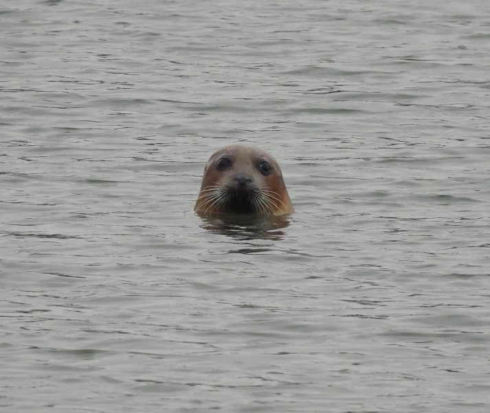 common seal 1.JPG