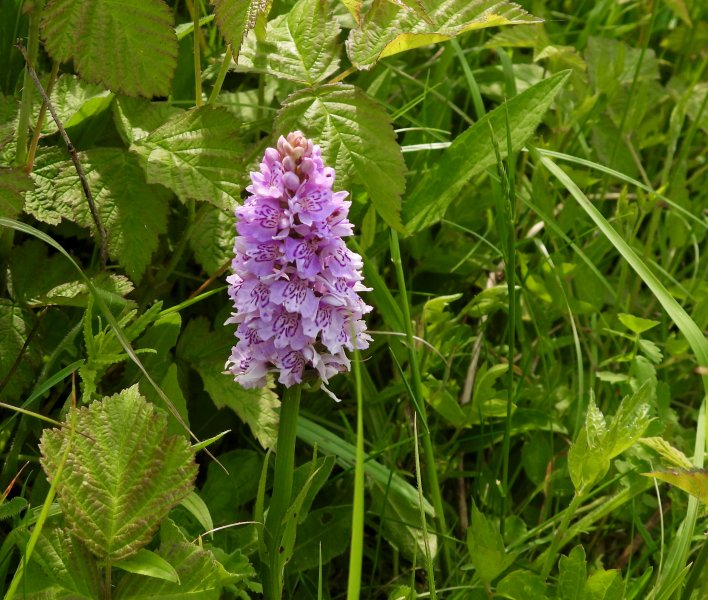 Common Spotted  (1).JPG