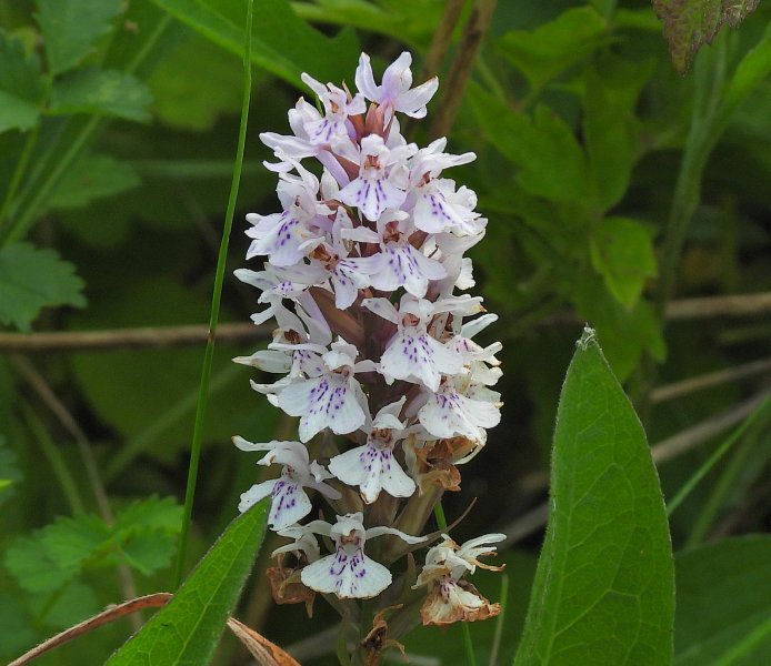 Common Spotted (1).JPG