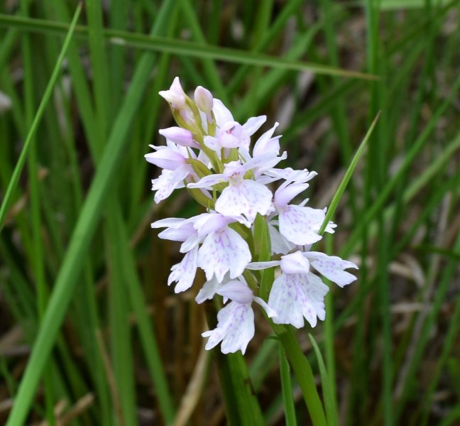 Common Spotted (2).jpg