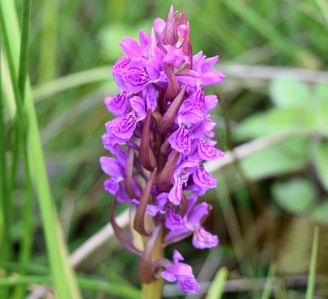 Common Spotted (3).jpg