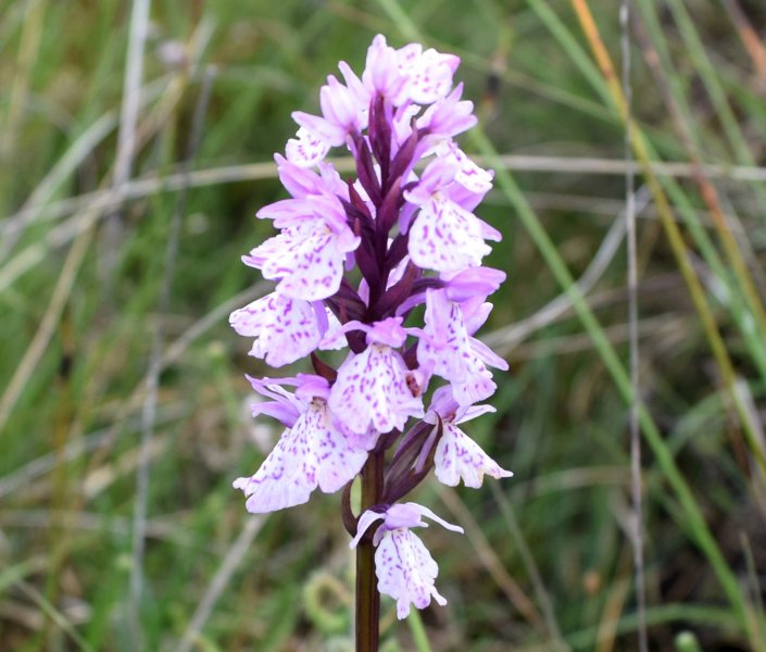 Common Spotted (6).jpg