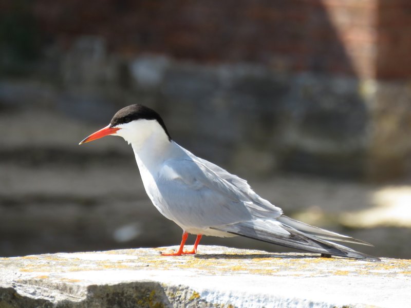 common tern 1.JPG