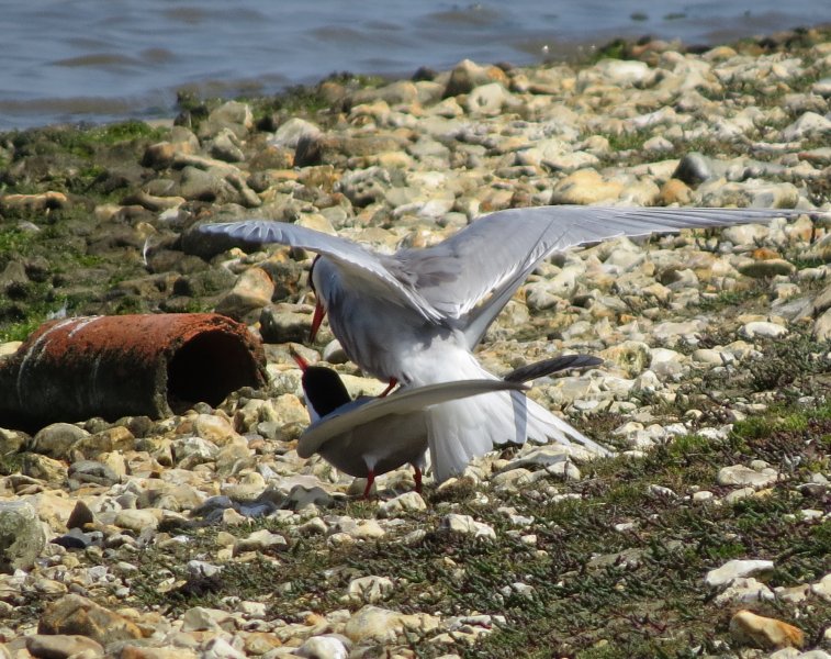 COMMON TERN 1 mating.JPG