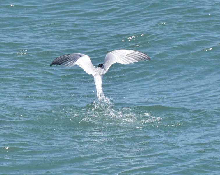 Common Tern 6.jpg