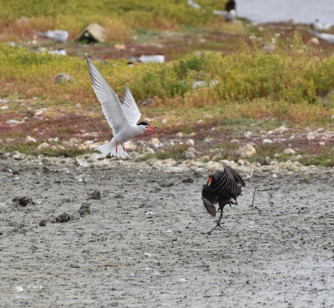 Common Tern and Moorhen.jpg