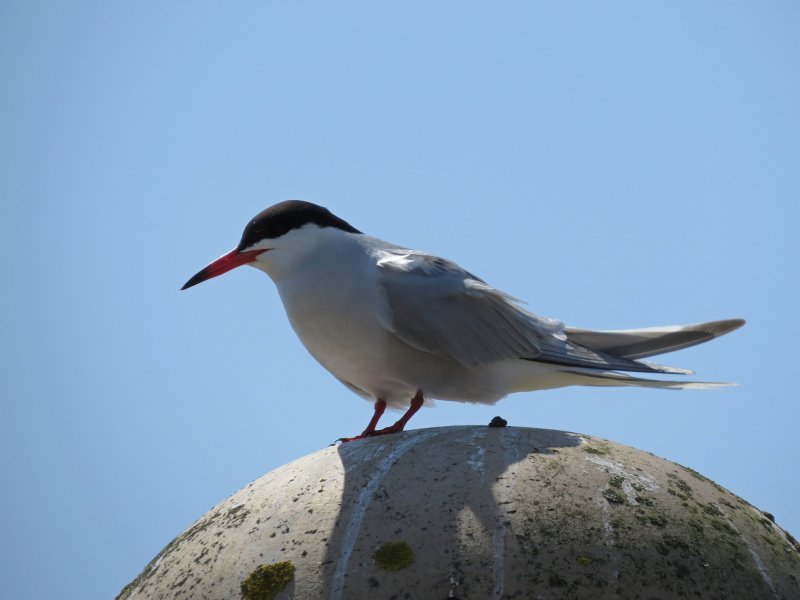 COMMON TERN.JPG