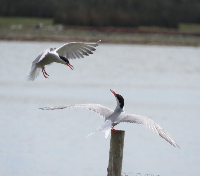 COMMON TERNS 5.JPG