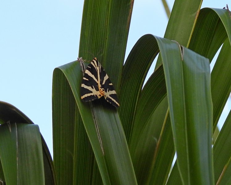 Common Tiger Moth 2.JPG
