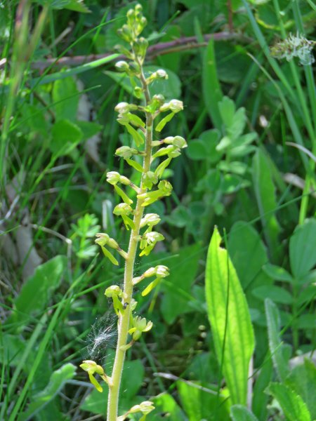 Common Twayblade - Badbury Rings (2).JPG