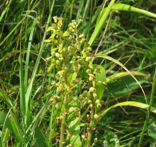 Common Twayblade.jpg