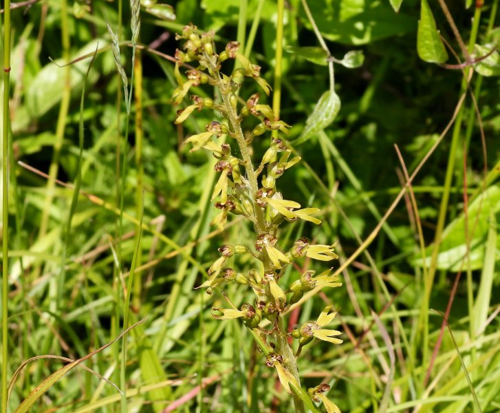 Common  Twayblade.JPG