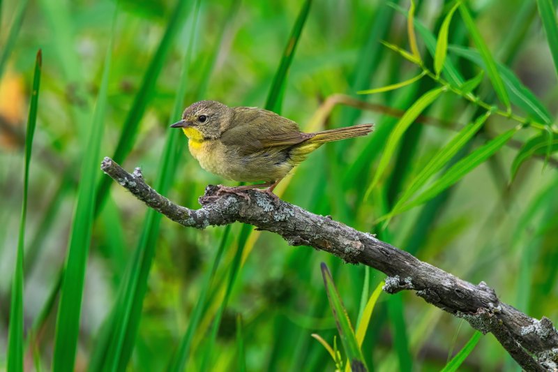 Common Yellow Throat 2.jpg