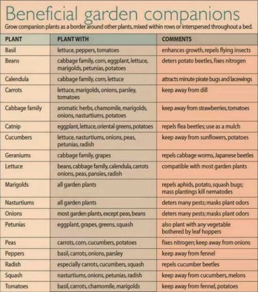 COMPANION PLANTING CHART.jpg