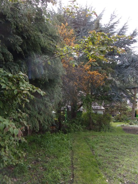 Conifer problem_483.JPG