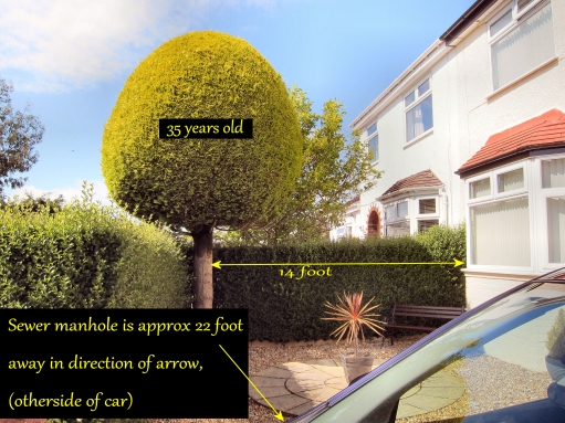 Conifer roots email 1.jpg