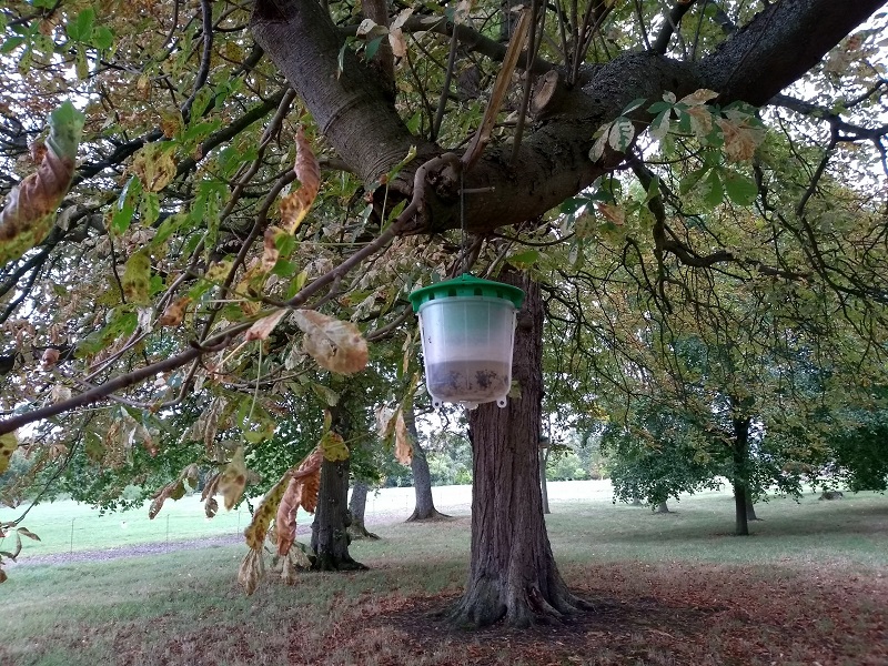 conker miner moth trap.jpg