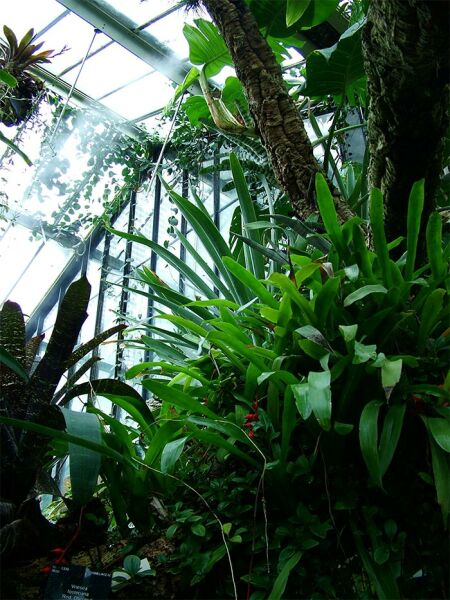 conservatory-plants.jpg