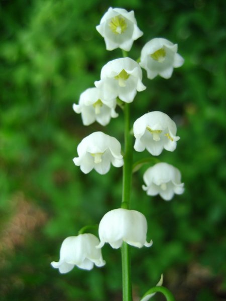 CONVALLARIA  MAJALIS 04-05-2007 14-45-59.JPG