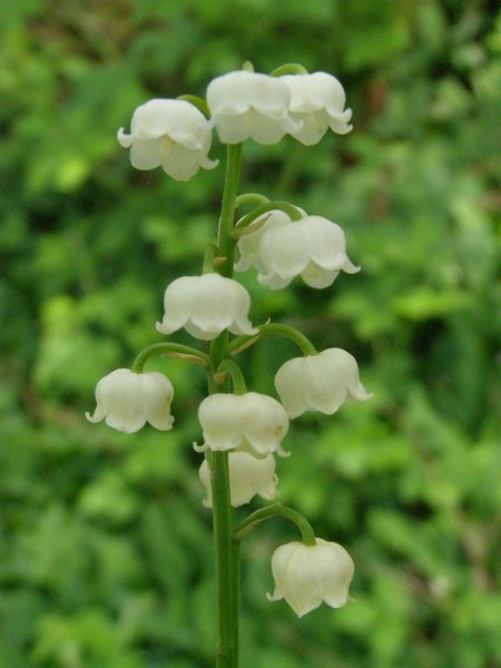 CONVALLARIA  MAJALIS 05-05-2007 10-21-49.JPG