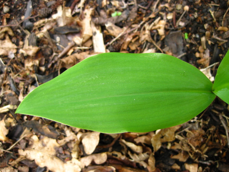 CONVALLARIA  MAJALIS  ROSEA 28-04-2009 12-14-42.JPG