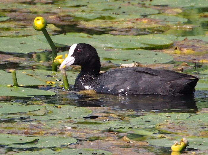 coot.jpg