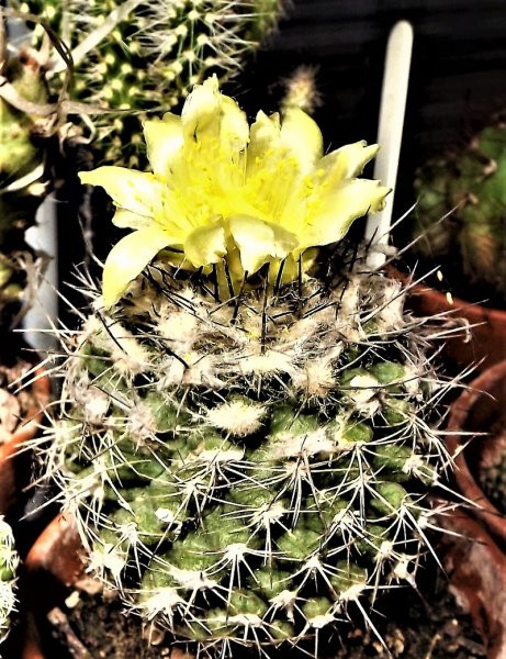copiapoa humilis.jpg