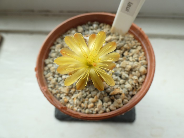 Copiapoa laui  06 - small.jpg
