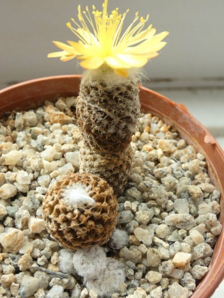Copiapoa laui  08 - small.jpg