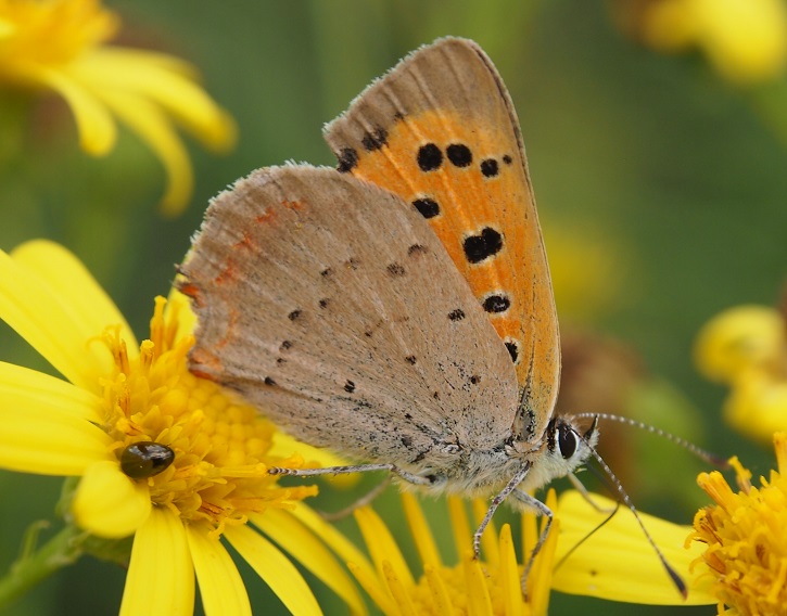 copper1 26.8.2015.jpg