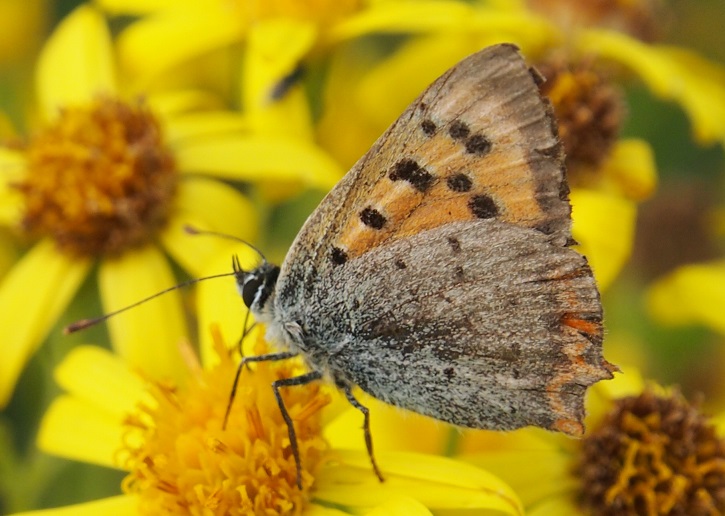 copper2 26.8.2015.jpg