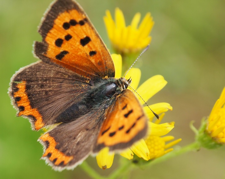 copper3 26.8.2015.jpg