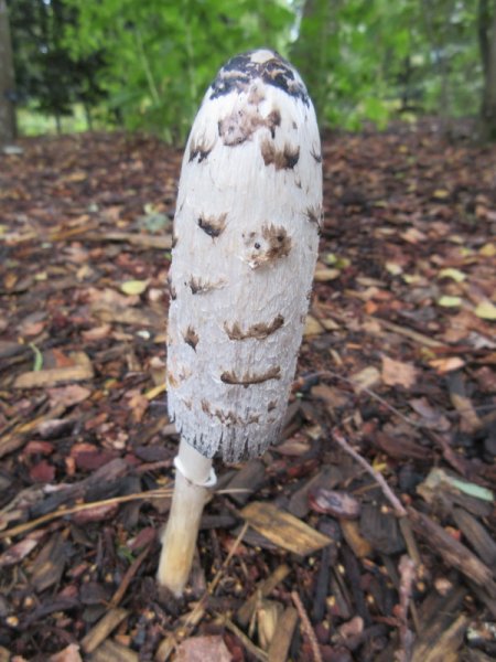 COPRINUS  COMATUS  SHAGGY  INK  CAP 06-09-2019 11-27-01.JPG