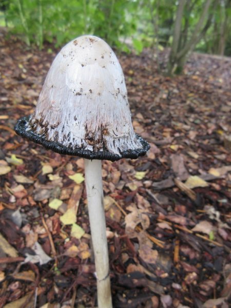 COPRINUS  COMATUS  SHAGGY  INK  CAP 06-09-2019 11-27-16.JPG