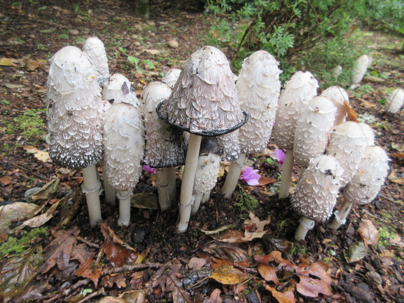 COPRINUS  COMATUS  SHAGGY  INK  CAP 06-09-2019 11-31-23.JPG