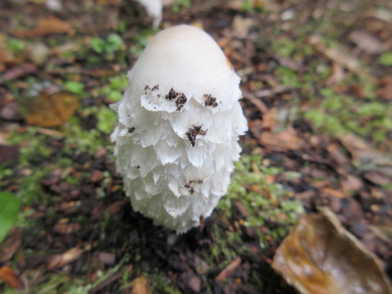 COPRINUS  COMATUS  SHAGGY  INK  CAP 06-09-2019 11-31-36.JPG