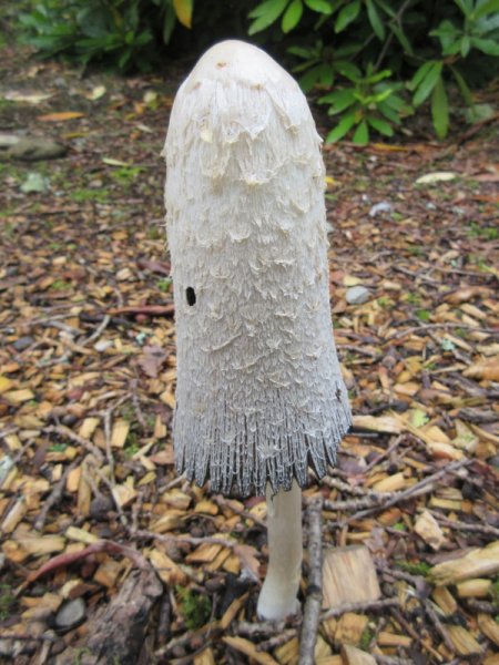 COPRINUS  COMATUS  SHAGGY  INK  CAP 06-09-2019 11-35-48.JPG