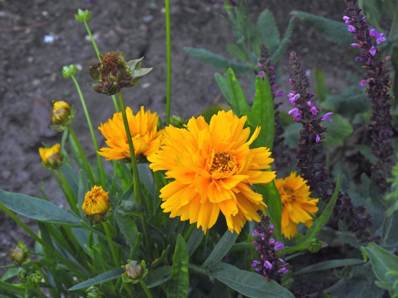 Coreopsis Early Sunrise.JPG