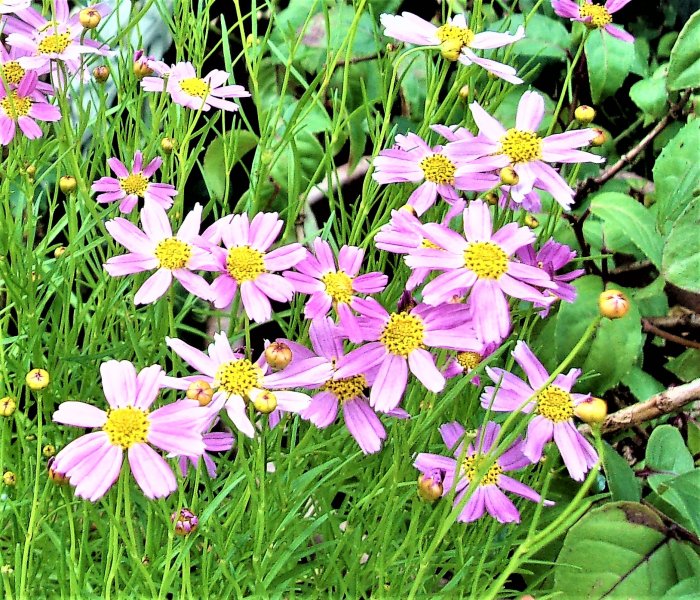 Coreopsis rosea.JPG