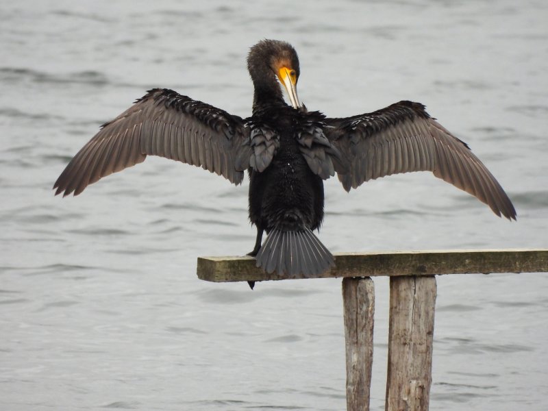 cormorant 1.jpg