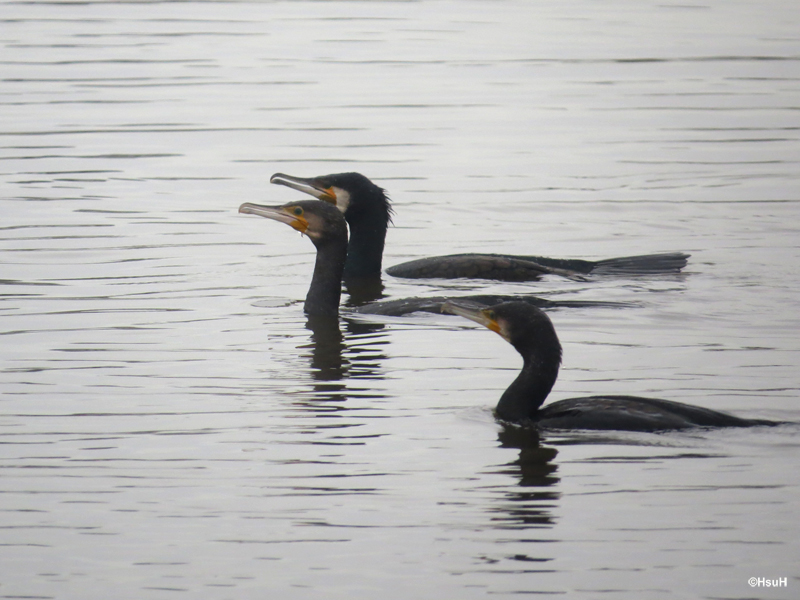 Cormorants.jpg
