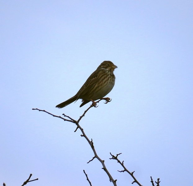 Corn Bunting - Bradbury Rings.jpg