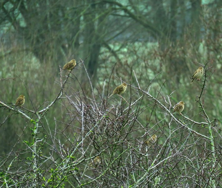 Corn Buntings - Bradbury Rings.JPG