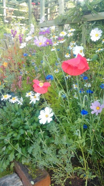 Corn poppies_Cornlowers_Oxeye daisies and Cosmos.jpg
