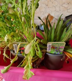 Corn Poppy and Vipers Bugloss.jpg