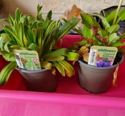 Corncockle and Clustered Bellflower.jpg