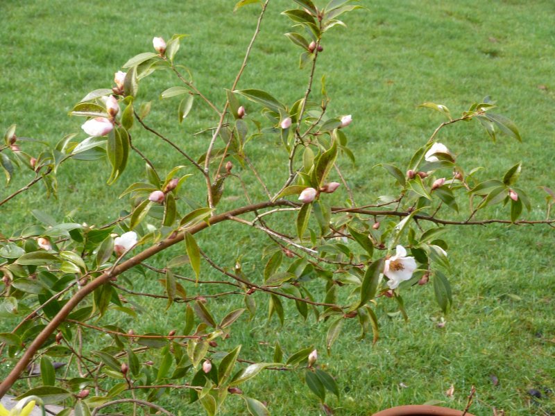 Cornish Snow Camellia   17 3 2013 002.JPG