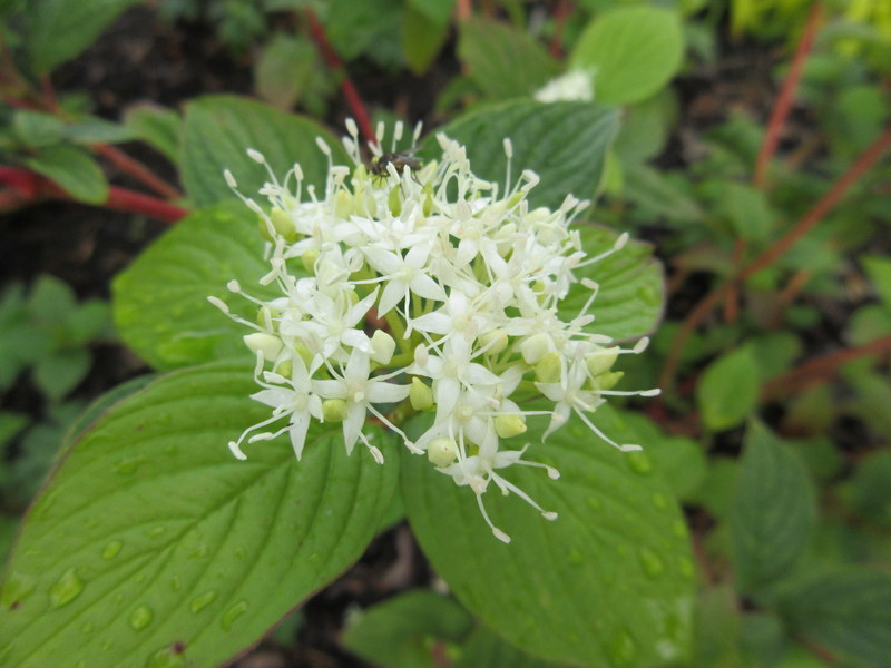 CORNUS  ALBA  SIBIRICA   03-Aug-17 10-18-31 AM.JPG