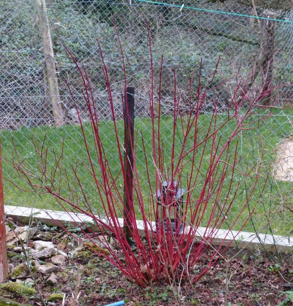 Cornus alba Sibirica.JPG